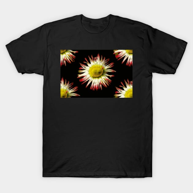 Daisies, Daisies T-Shirt by AlexaZari